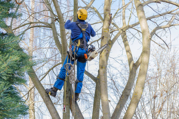 Best Emergency Tree Removal  in Lagrange, OH